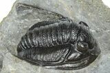 Detailed Cornuproetus Trilobite Fossil - Ofaten, Morocco #363000-3